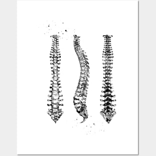 Human Spine Posters and Art